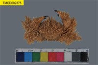 藏品(蝙蝠毛刺蟹)的圖片